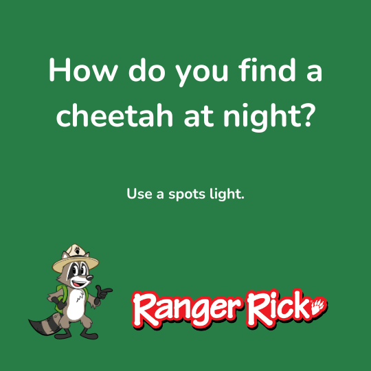 What Is a Joke That Sparks Another Joke? Find Out Here!