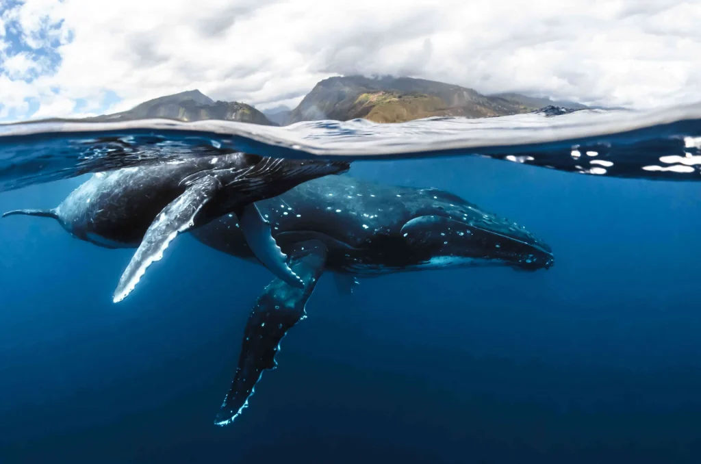 Fauna Tahiti Animals Discover Tahitis Unique Species Today