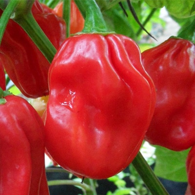 Caribbean Capital-Inspired Foods: The Story of Habanero Peppers