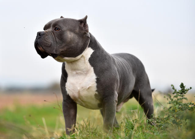 Support the XL Bully Petition: Protect the Rights of XL Bully Owners