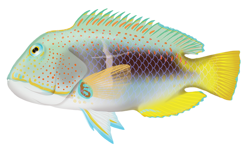Fish Named After an Italian Region: Discover the Sardinian Connection