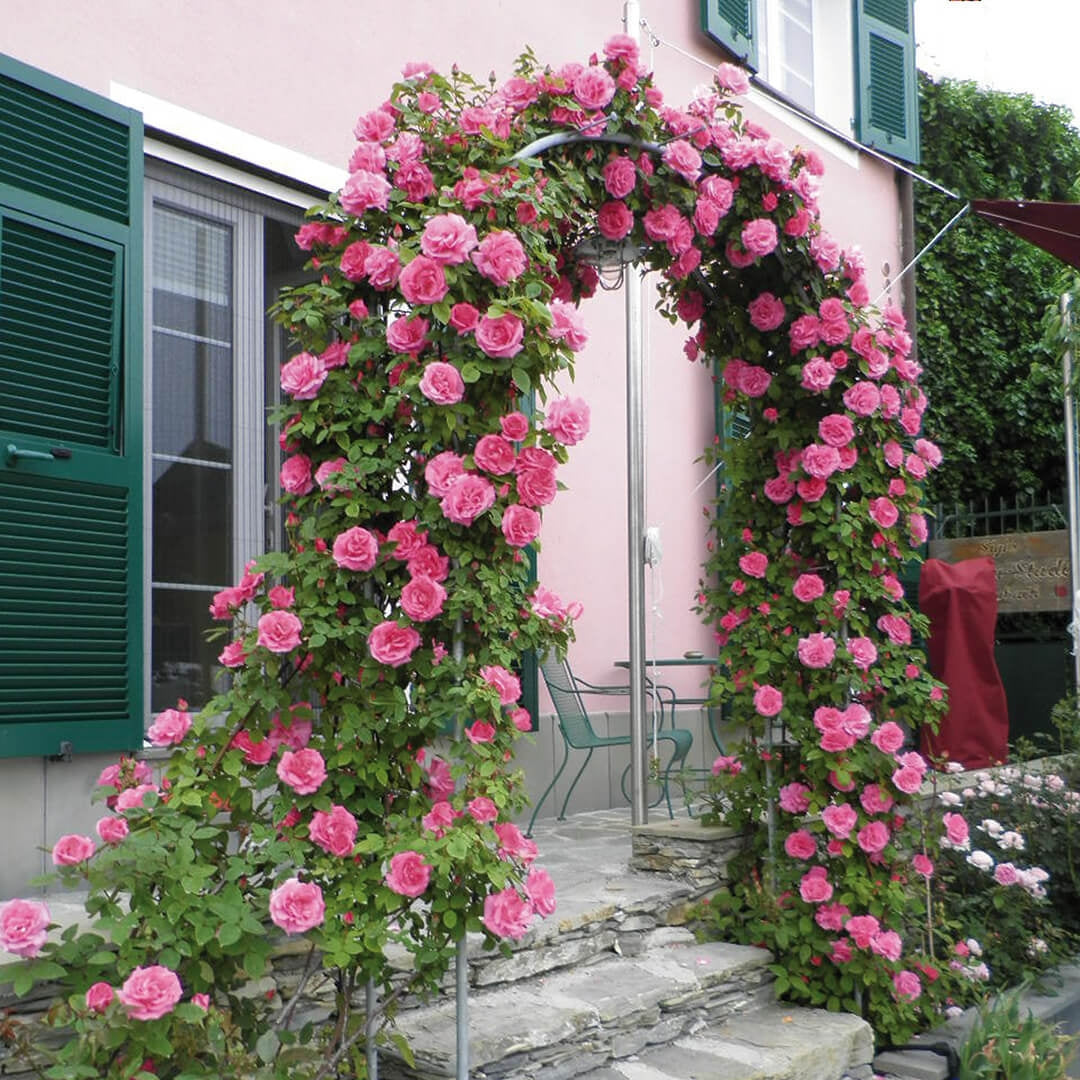 thornless climbing roses zone 9