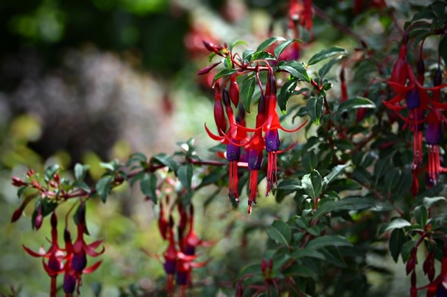 Fuchsia Vance: Exploring the Legacy and Unique Cultivars