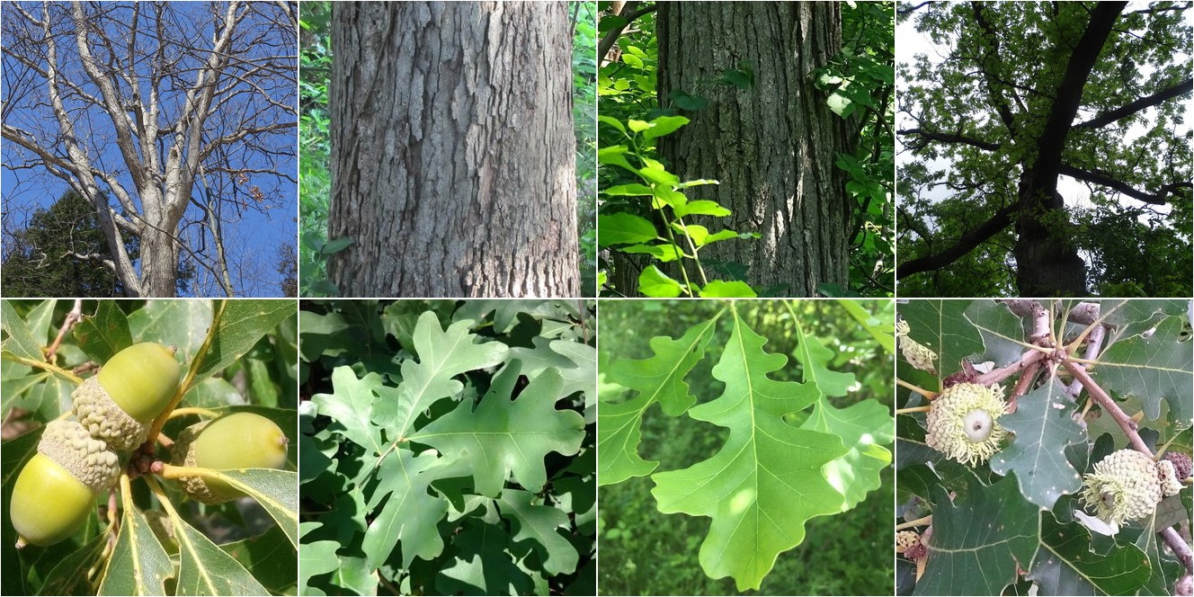 Bur Oak vs White Oak: Which Tree is Better for Your Project?