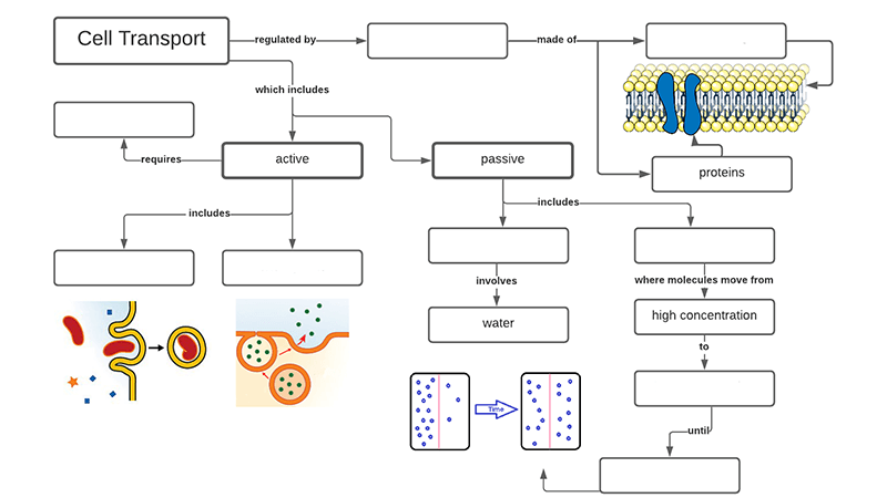 Cellular Transport Explained: A Visual Graphic Organizer for Students