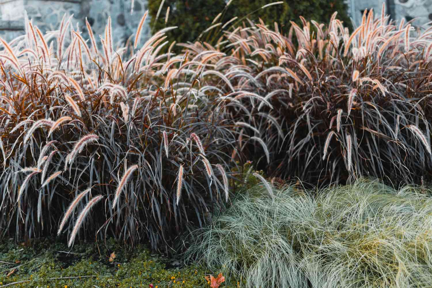 Is There Purple Grass? Discover the Fascinating Varieties You Can Grow
