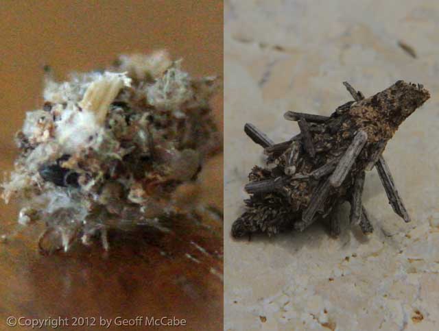 Insects That Look Like Wood: A Guide to Camouflaged Bugs
