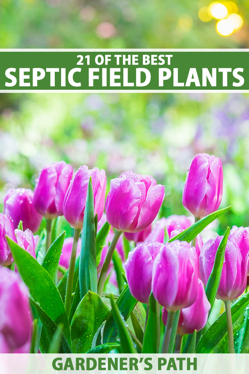 Best Evergreen Shrubs for Septic Areas: A Quick Guide