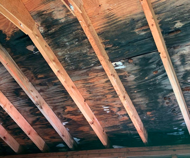 Remove Mold from Crawl Space Yourself: Step-by-Step Instructions