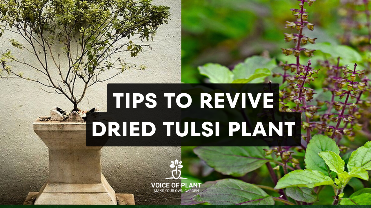 Everything You Need to Know About Dry Tulsi Leaves