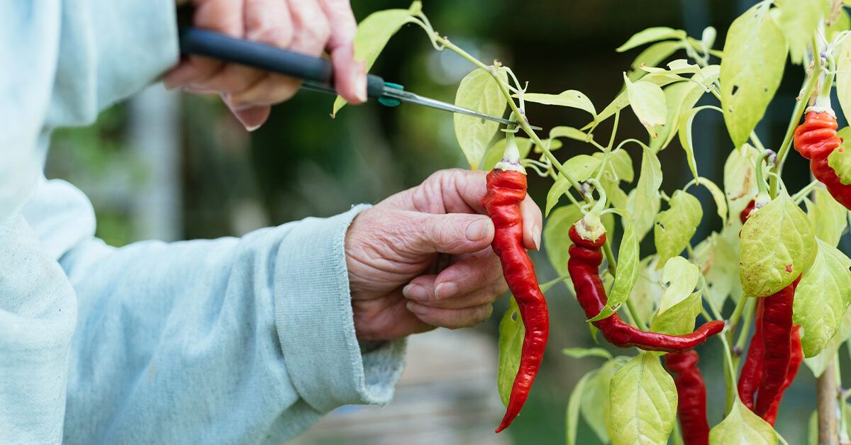 Can coffee and cayenne pepper for weight loss help you slim down? Experts reveal the facts.