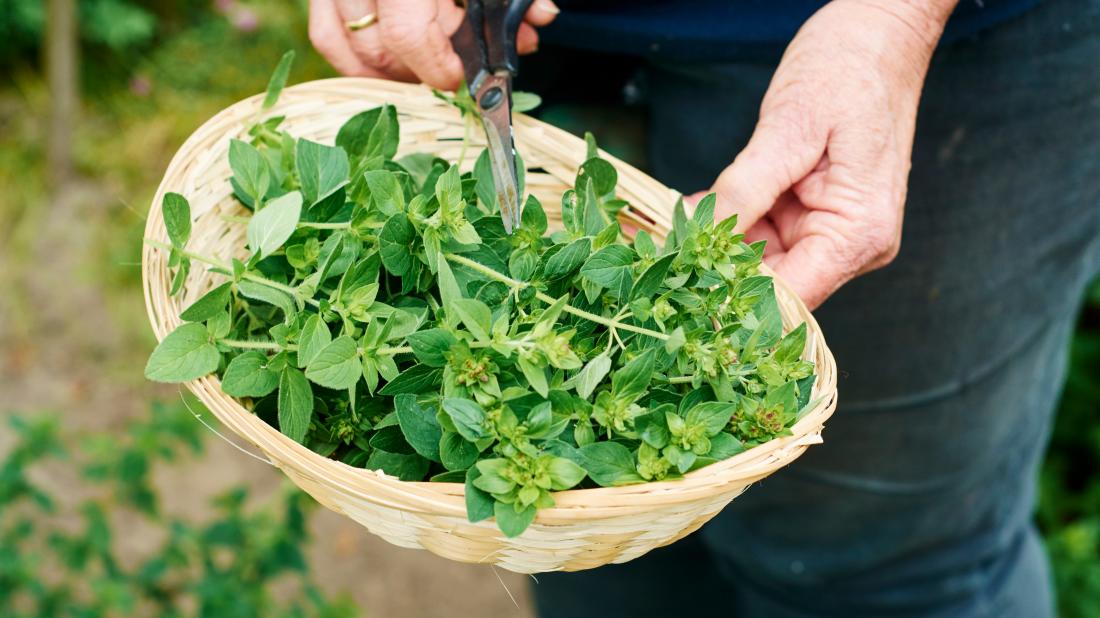 Oregano Nutrition Info: Calories, Vitamins, and Health Benefits