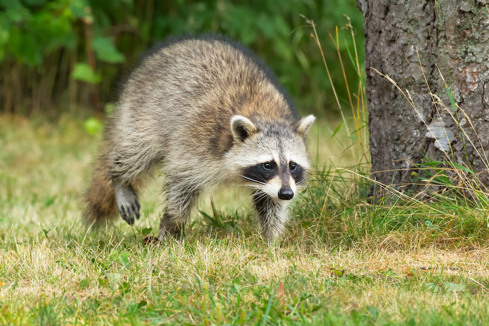 Get Rid of Pests Fast, 24 Hour Wildlife Removal in Moore OK, Call Us Any Time Day or Night!