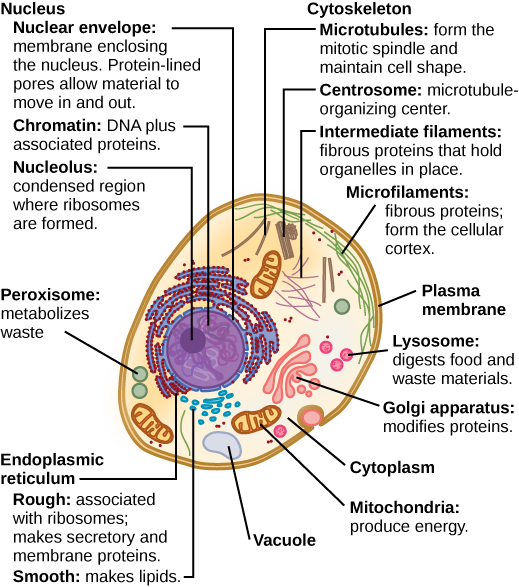 Comprehensive Guide: Identifying and Understanding Cell Structures