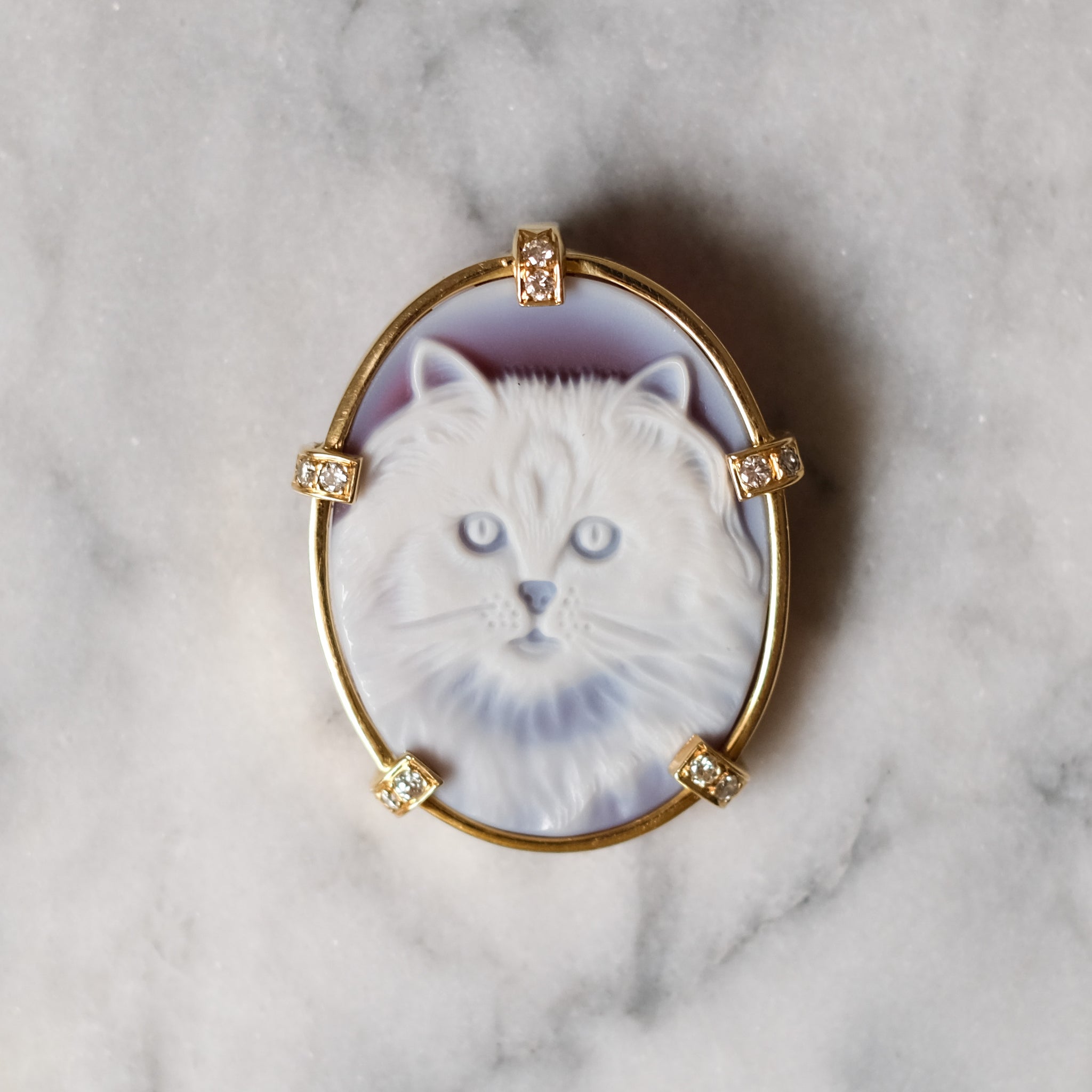 Discover the Unique Charm and Gentle Nature of the Cameo Cat