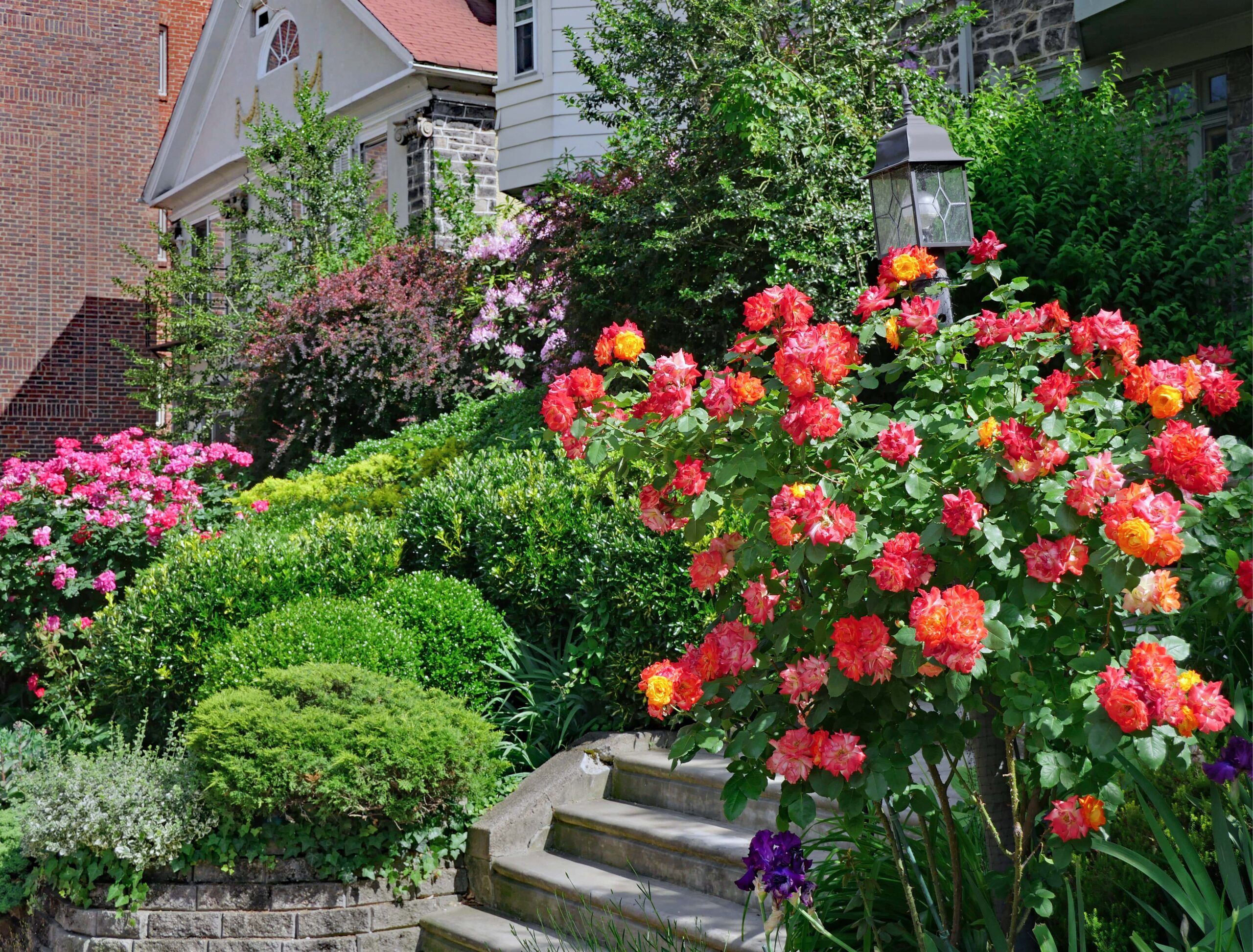 Why In Your Eyes Rose is the Ideal Choice for Stunning Outdoor Spaces