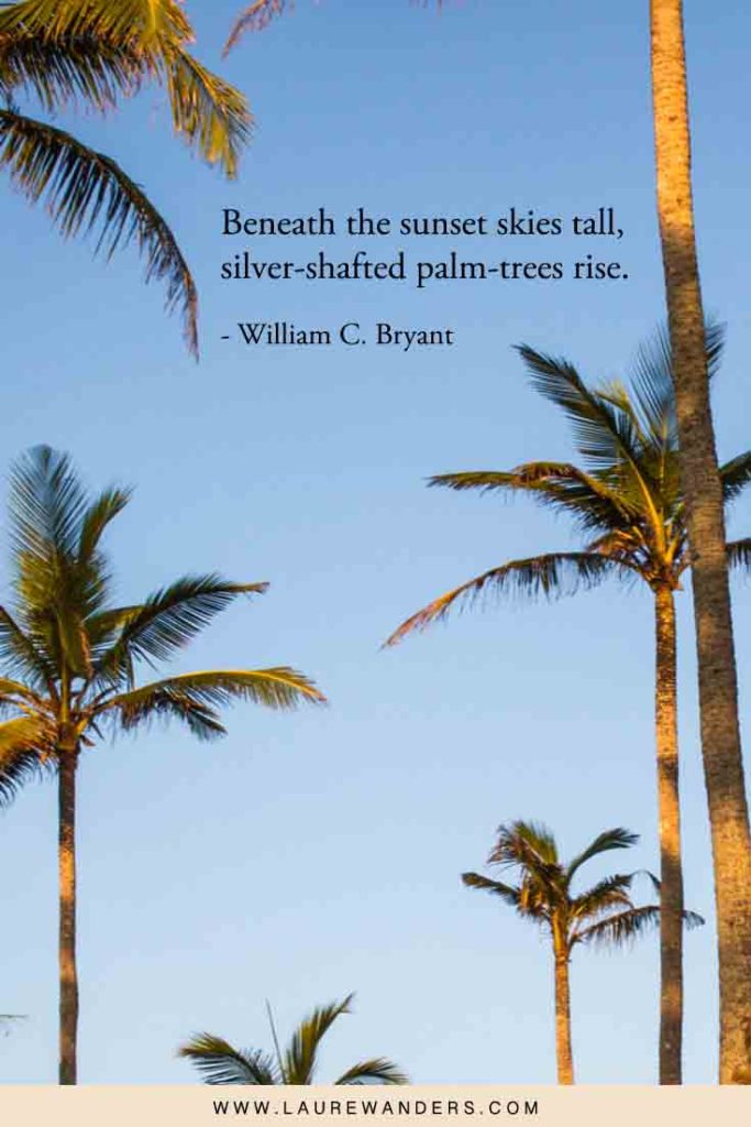 Quotes on Palm Trees: Ultimate List for Your Vacation Mood