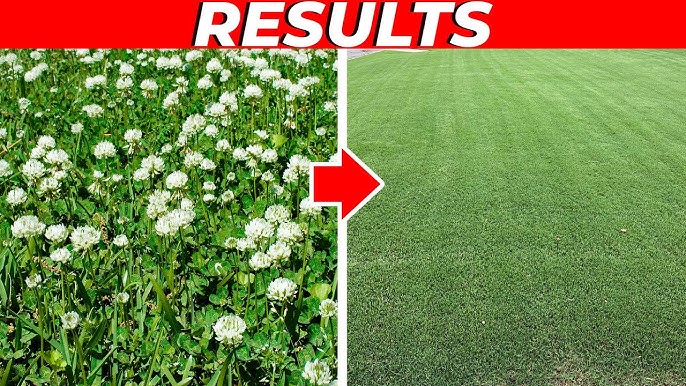 Effective Methods to Remove Briars Without Killing Grass