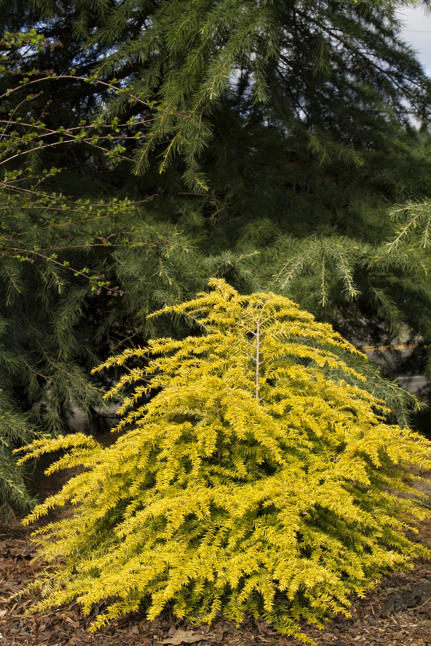 Discover the Beauty of Golden Duchess Hemlock: Perfect for Small Spaces
