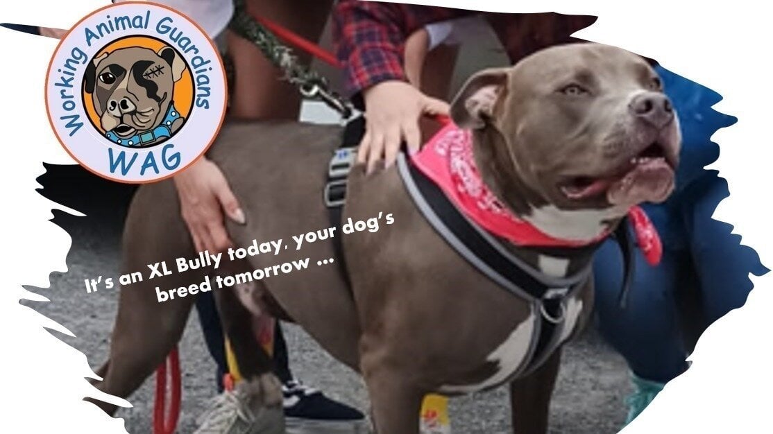 Support the XL Bully Petition: Protect the Rights of XL Bully Owners