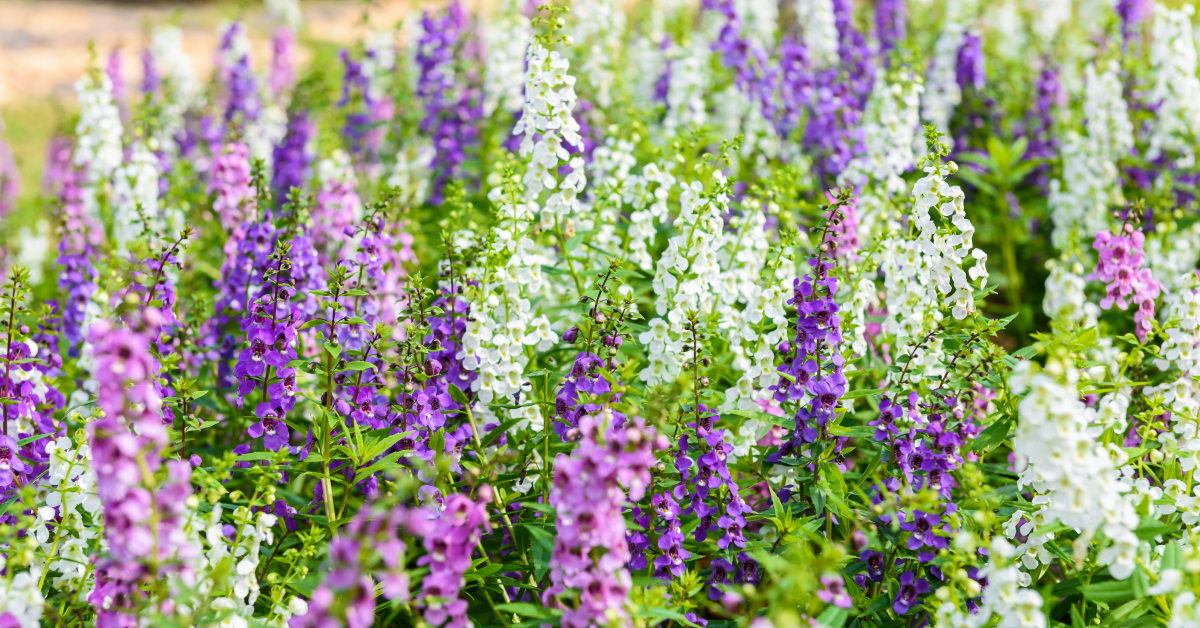 Best Flowers for Texas Heat What Blooms in Hot Weather