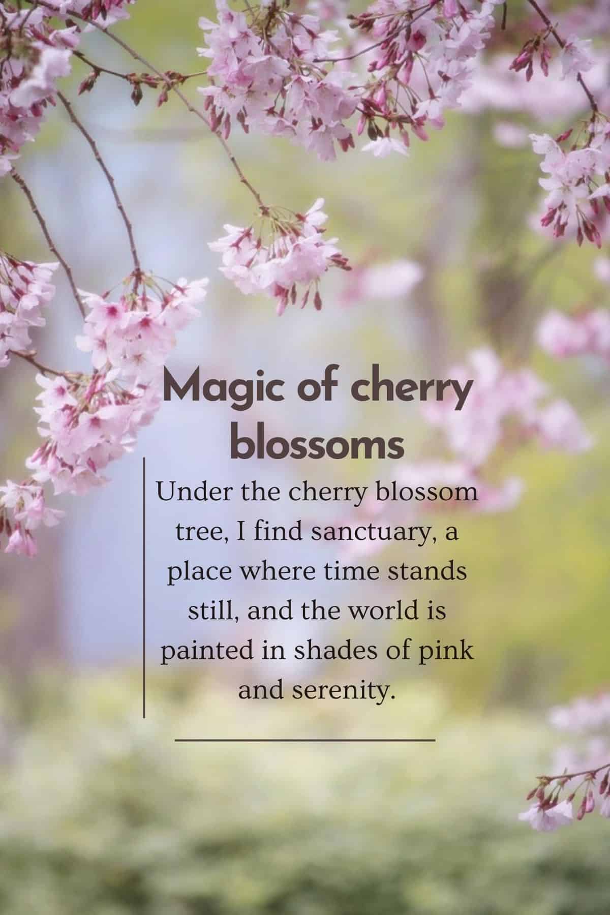 Quotes for Cherry Blossom Where to Find the Most Beautiful Lines
