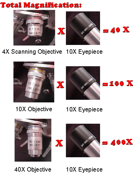 4x 10x 40x Microscope Uses: See What You Can Discover!