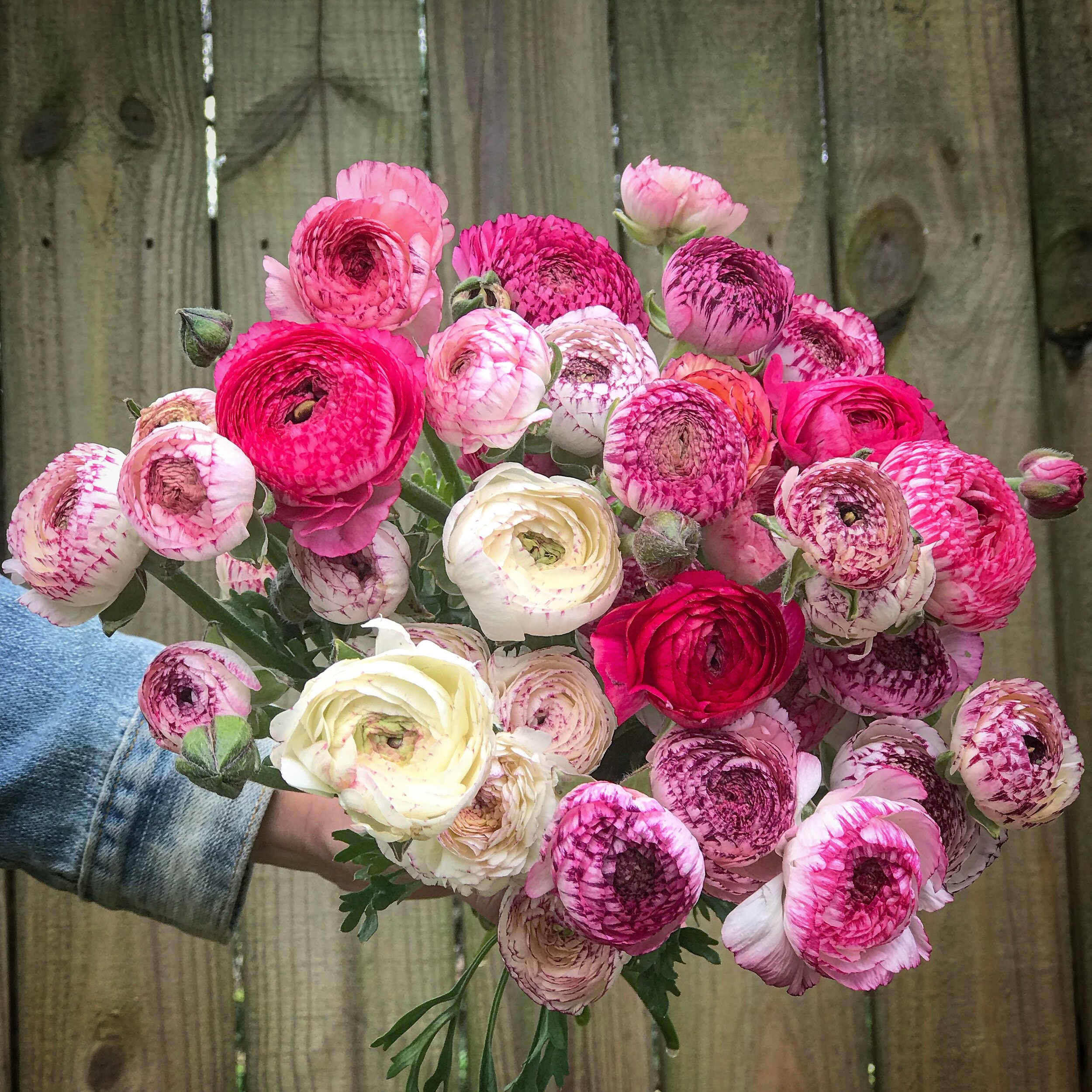 From Planting to Blooming: A Complete Guide to Ranunculus and Anemones