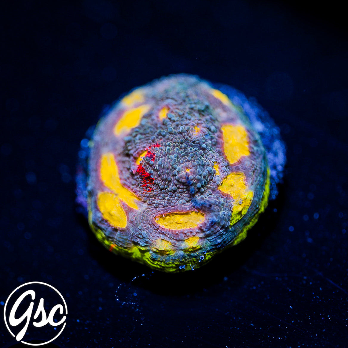 Buy SC Dynamite Chalice Morph - Rare Coral for Your Tank
