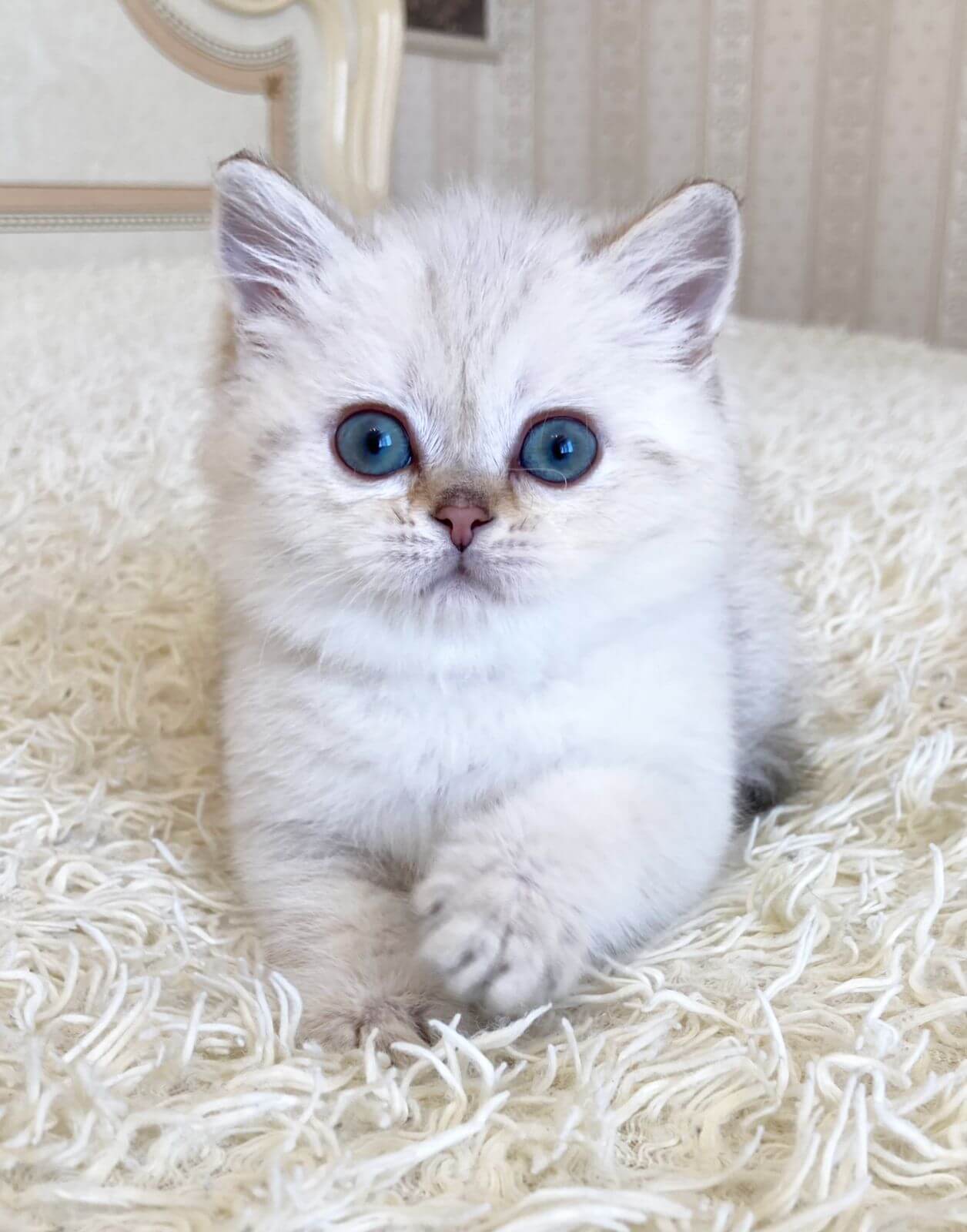 Buy a Garfield-Inspired Cat: Explore Breeds and Pricing for Sale