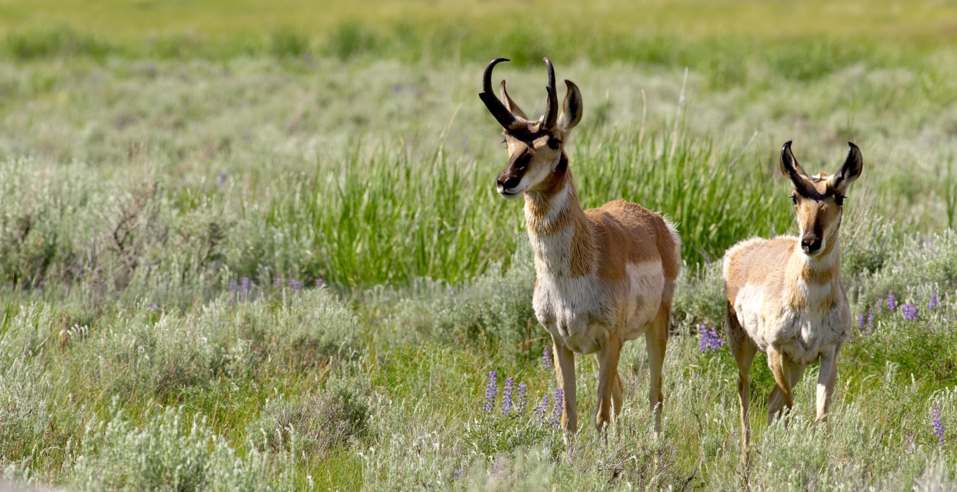Blackfoot Mountains Wildlife: What Animals Can You See?