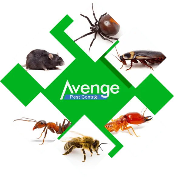 Get Rid of Pests Fast, 24 Hour Wildlife Removal in Moore OK, Call Us Any Time Day or Night!