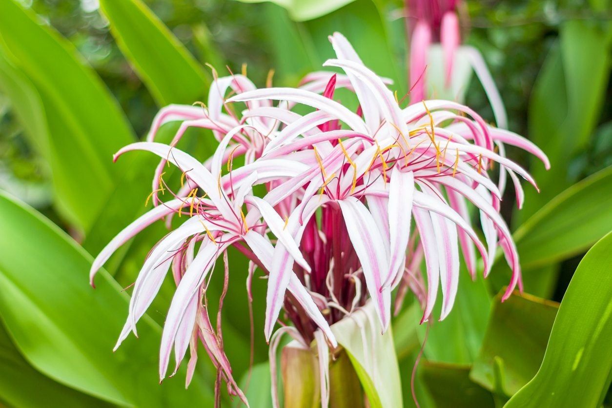 Zone 9 Full Sun Perennials: Planting and Care Tips.