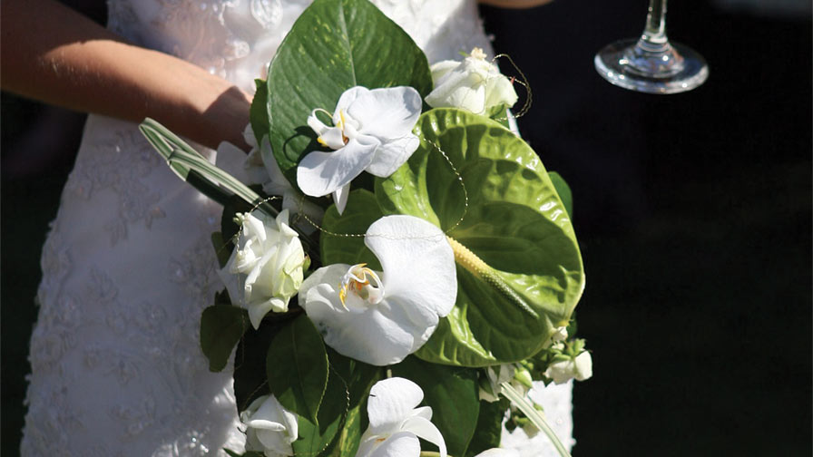 Fresh Orchids & Lilies: Kialanis Plants at the Farmers Market are a Must-See!