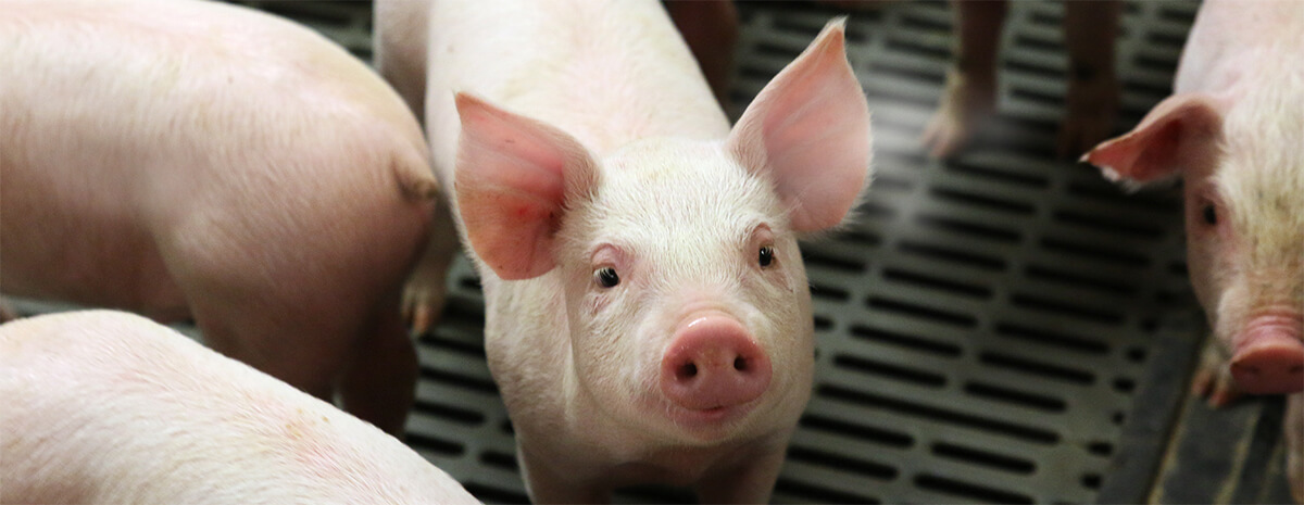 Tosh Farms Job Vacancies: Join the Largest Pork Producer in Tennessee Today