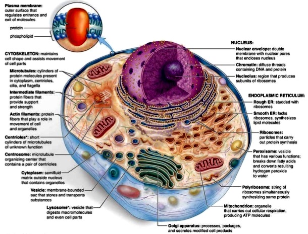 Comprehensive Guide: Identifying and Understanding Cell Structures