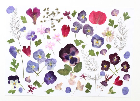 Dried Pressed Flowers for Cake Decoration: Top Edible Options