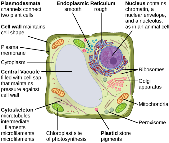 Comprehensive Guide: Identifying and Understanding Cell Structures