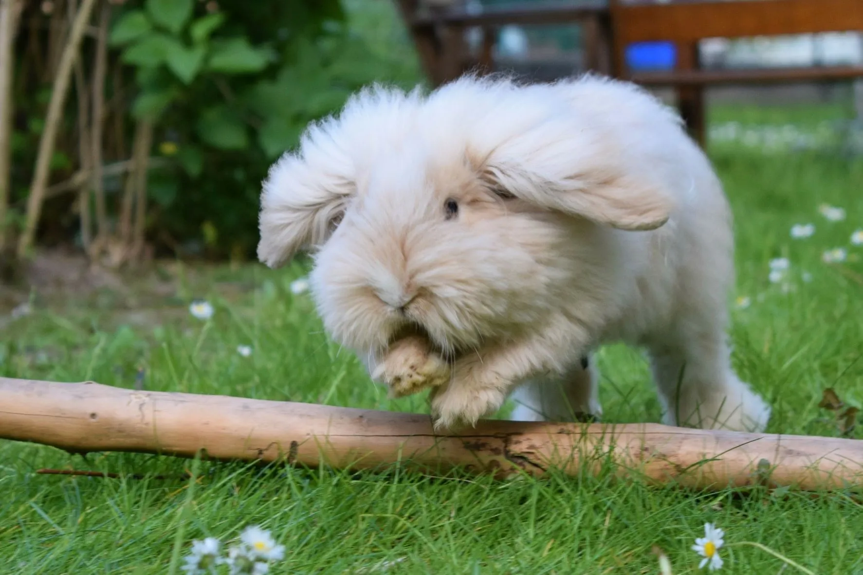 American Teddywidder: Care, Temperament, and More