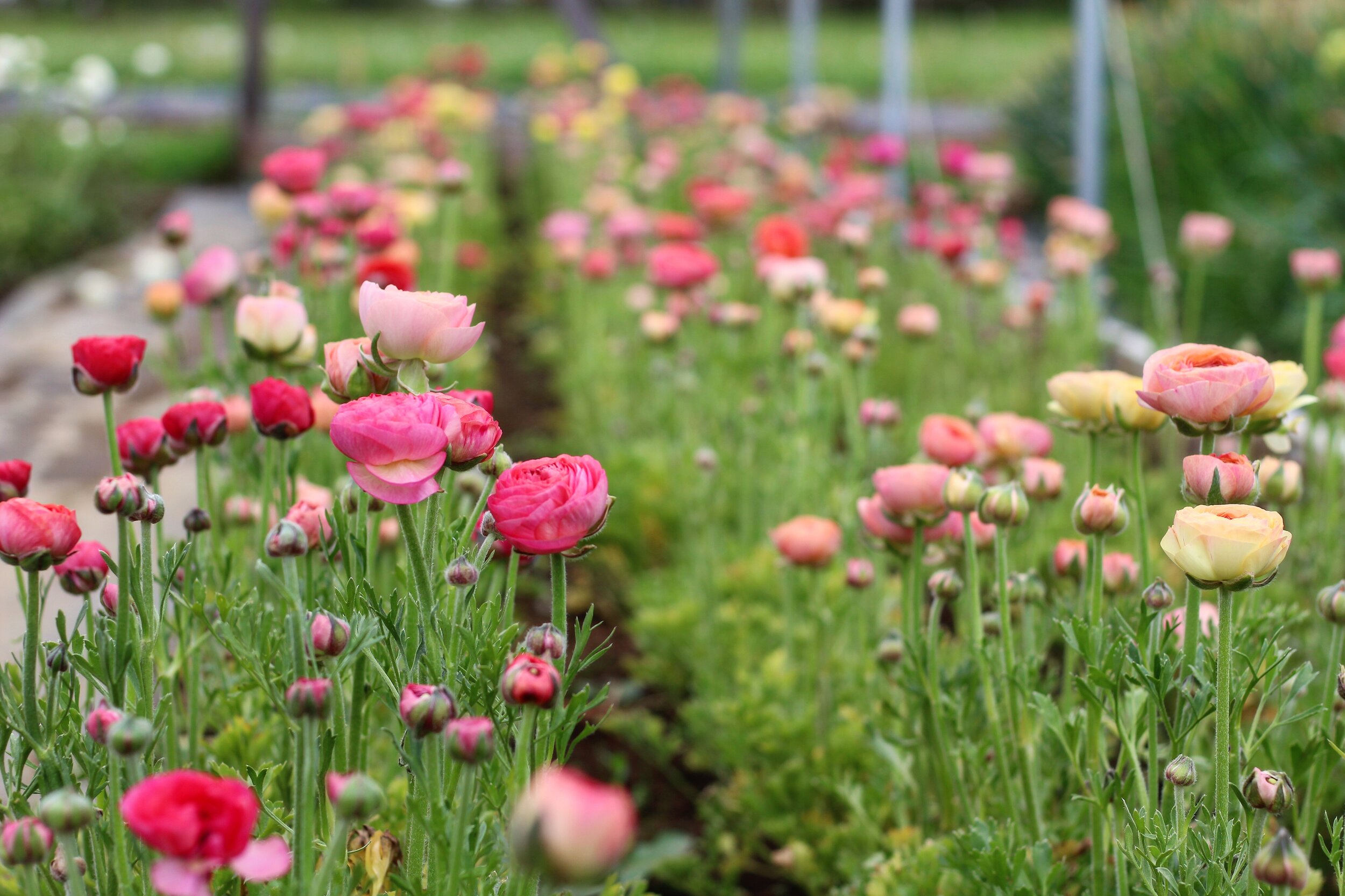 From Planting to Blooming: A Complete Guide to Ranunculus and Anemones