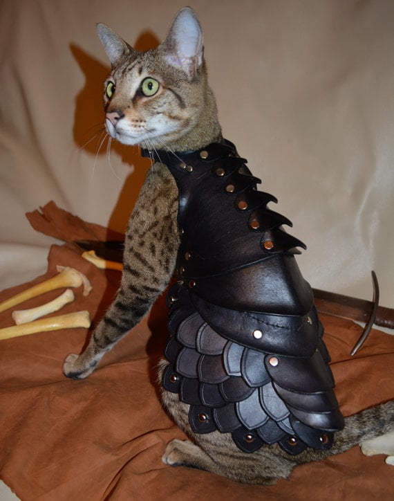 Explore the Best Cat Battle Armour for Protection and Style
