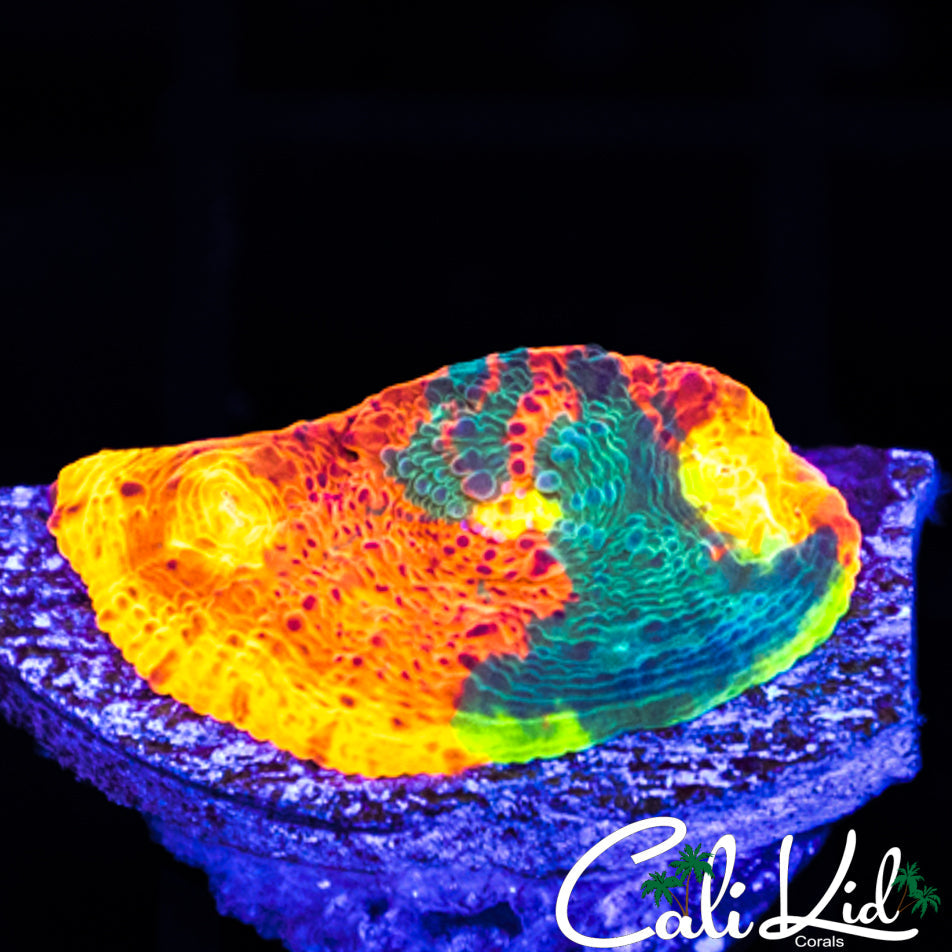 Buy SC Dynamite Chalice Morph - Rare Coral for Your Tank