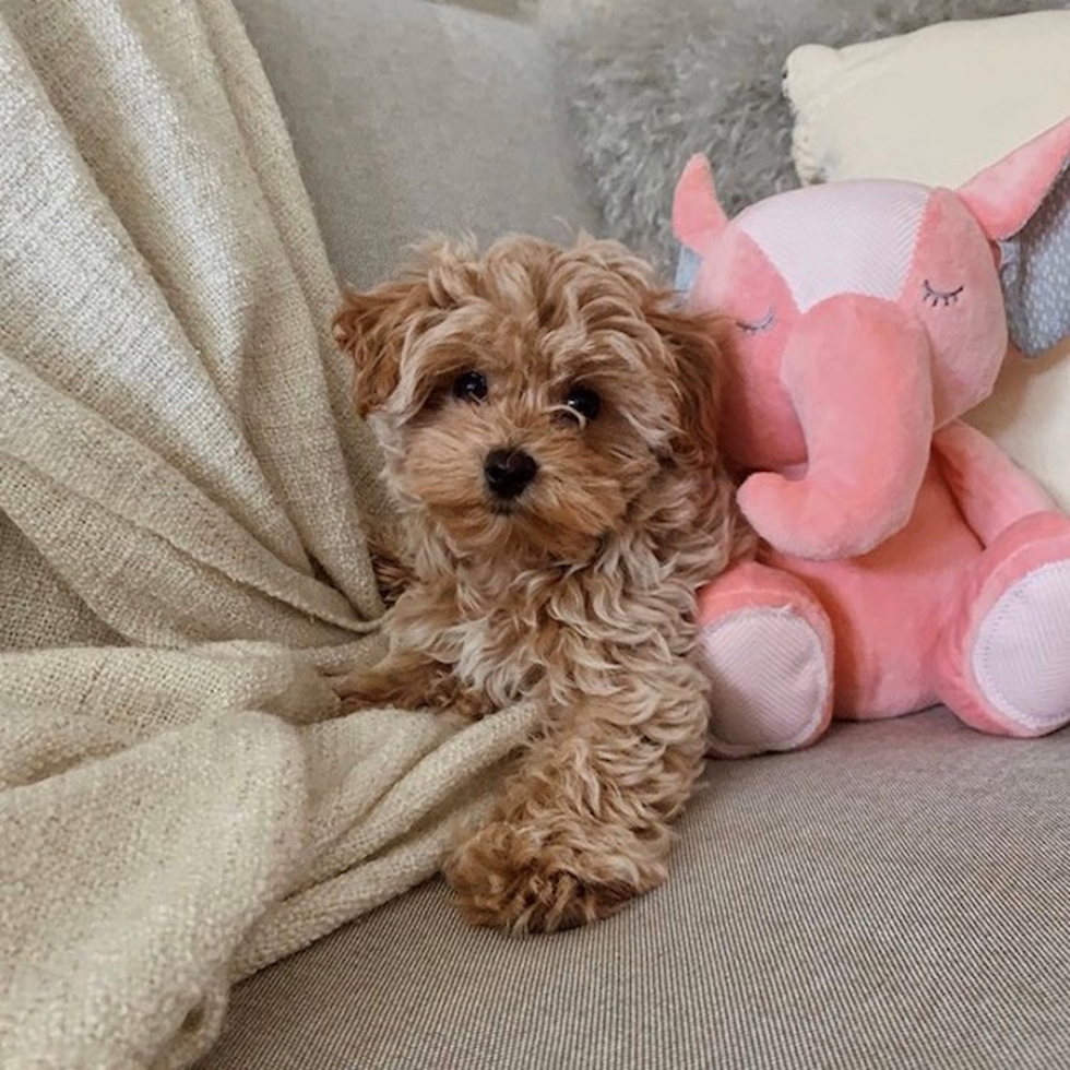 Find Maltipoo Puppies in Seattle (Check Availability & Breeder Info)