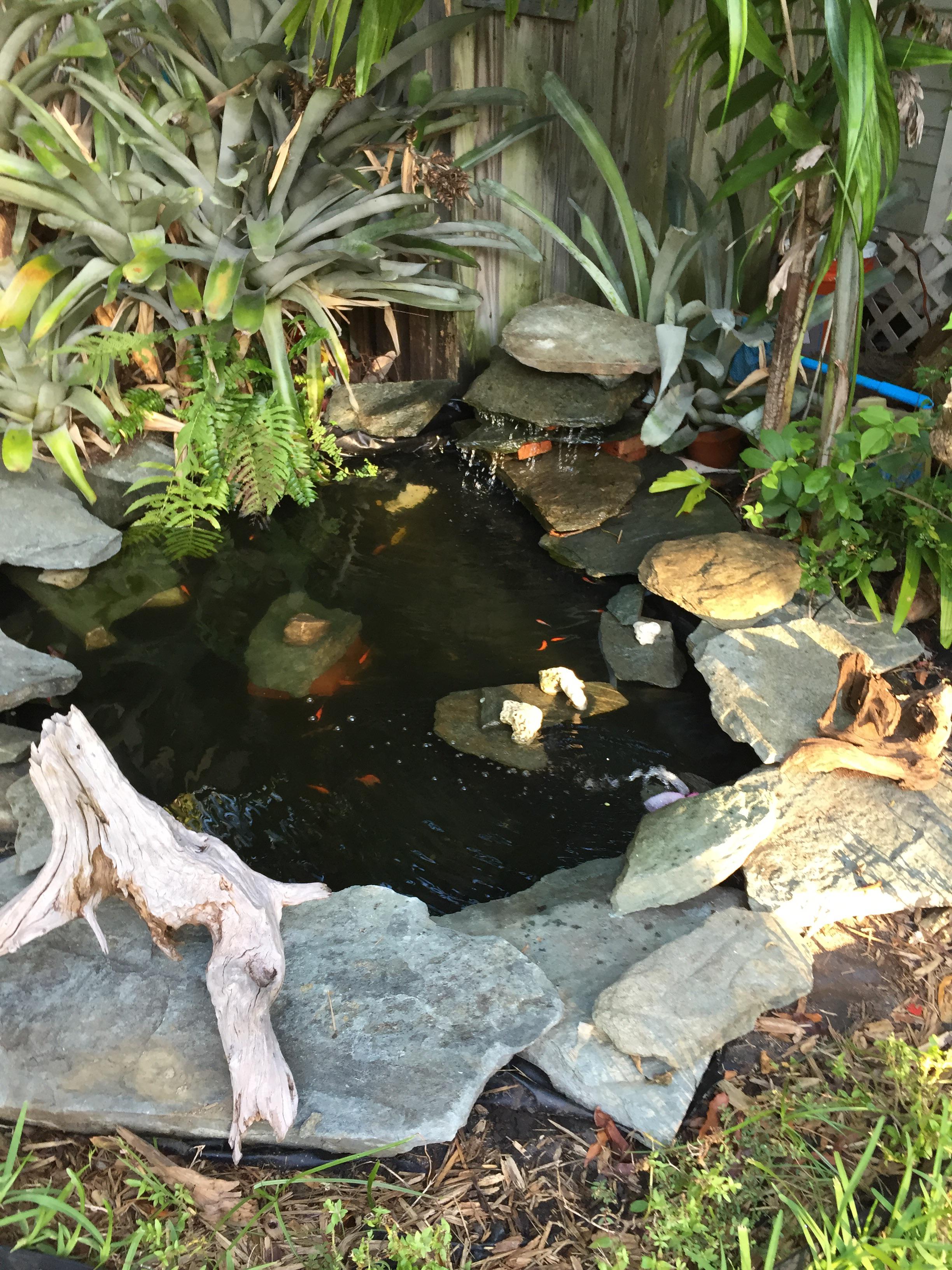 300 Gallon Pond Filter: How to Pick a Good One? Learn More About It Here.