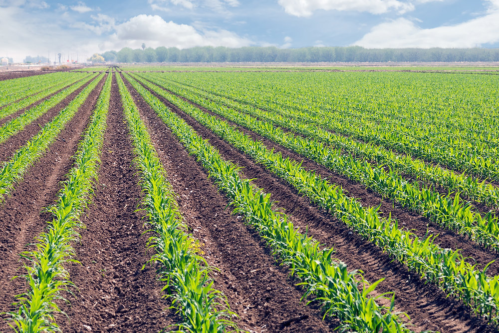 How Many Storehouses Can You See From Agriculture Sector? Simple Tricks to Count Them!