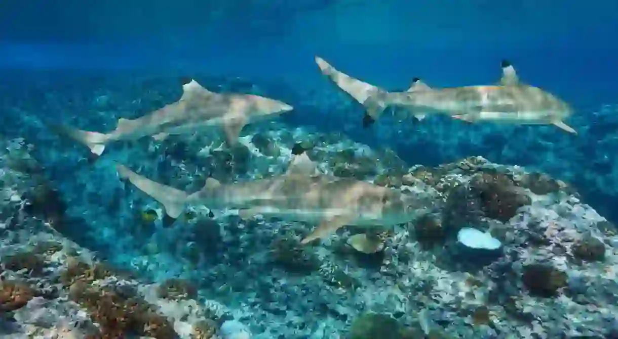 A Guide to Bora Boras Exotic Land and Marine Animals
