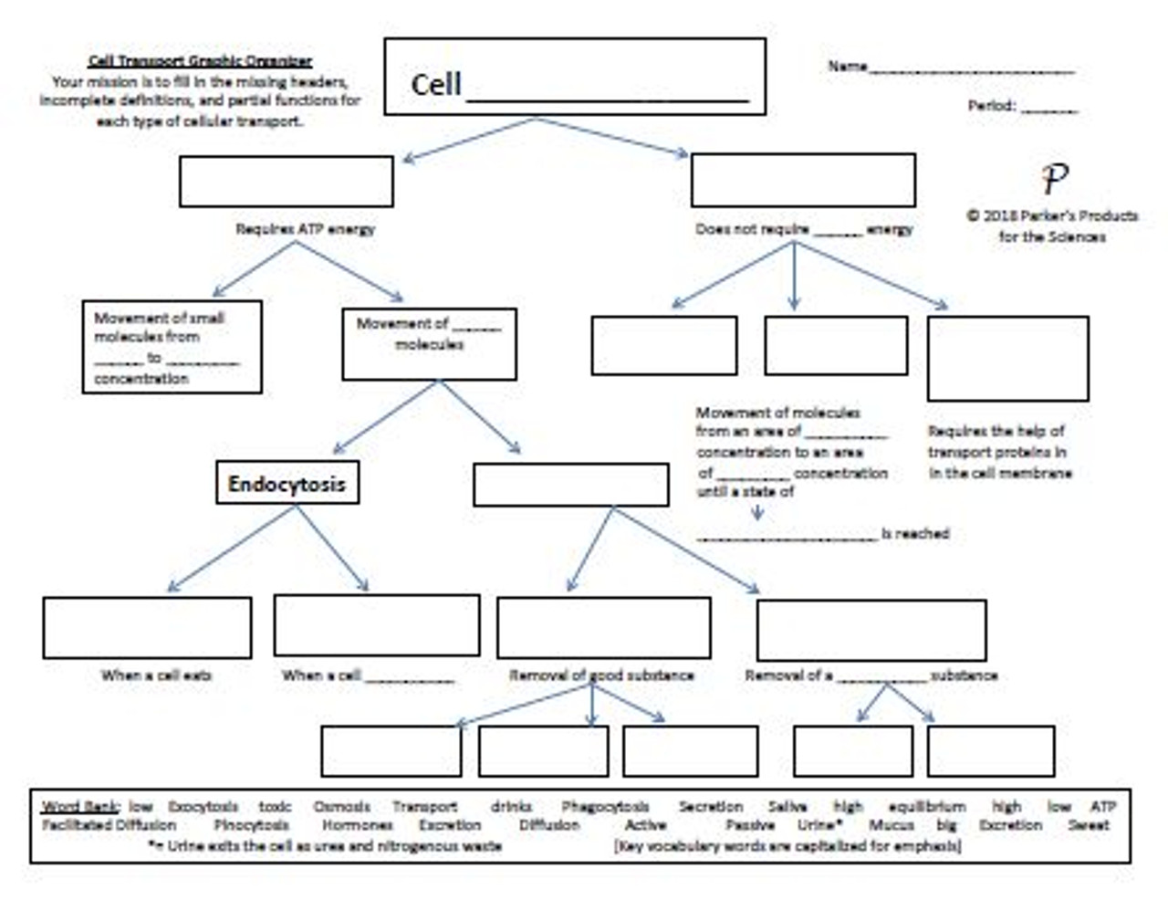 Cellular Transport Explained: A Visual Graphic Organizer for Students