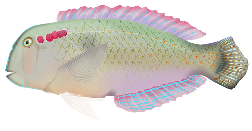Fish Named After an Italian Region: Discover the Sardinian Connection