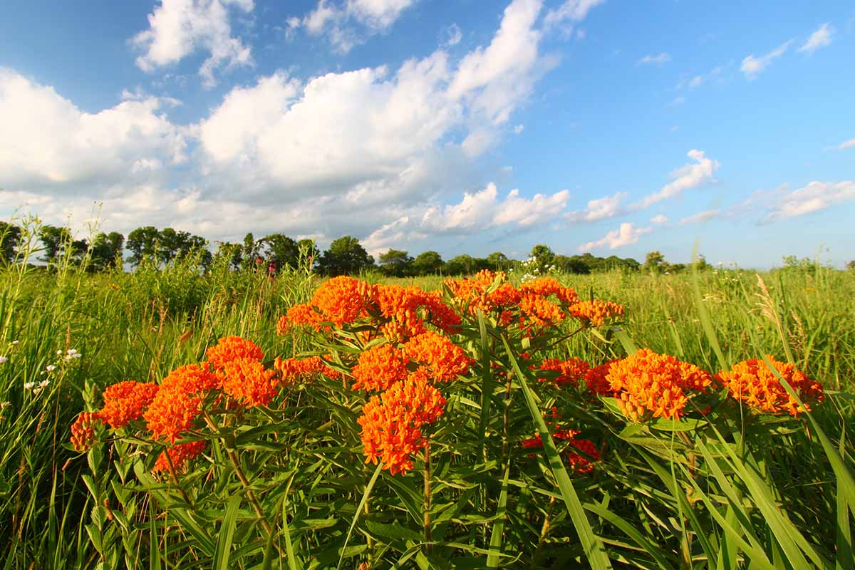 Best Evergreen Shrubs for Septic Areas: A Quick Guide