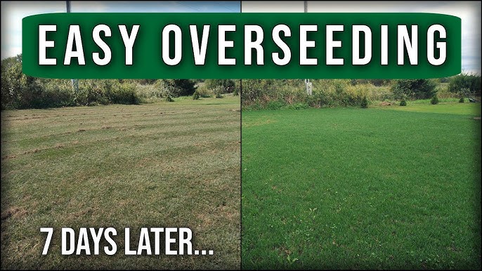 Dethatch or Scarify Before Overseeding - Easy Tips for a Green Lawn.